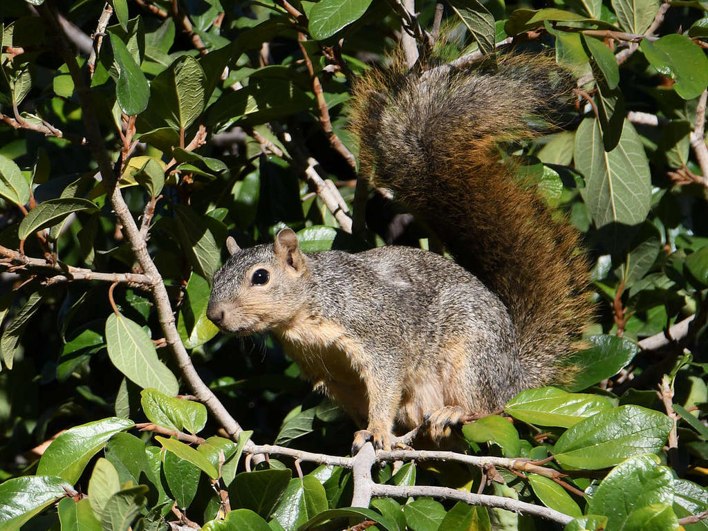 Squirrel4.jpg
