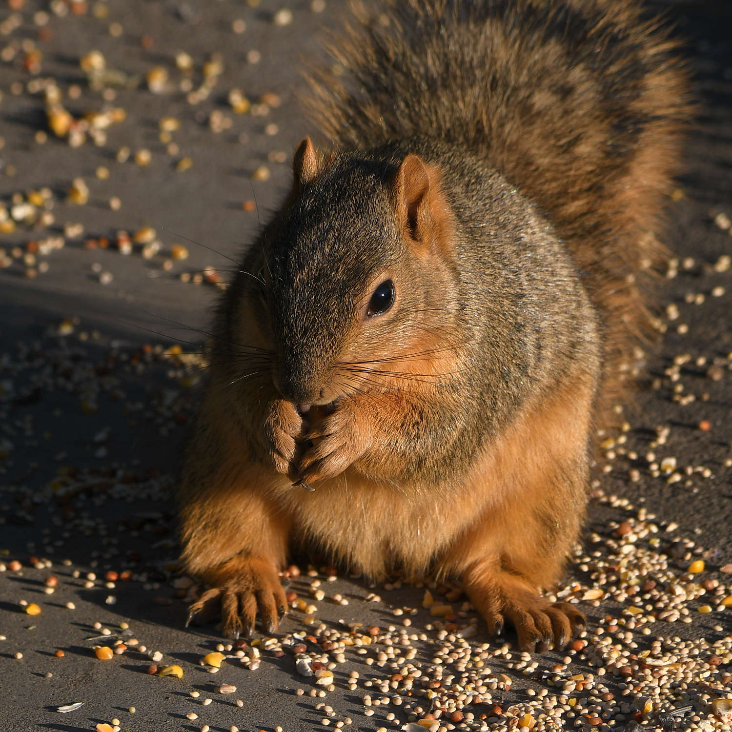 Squirrel4.jpg