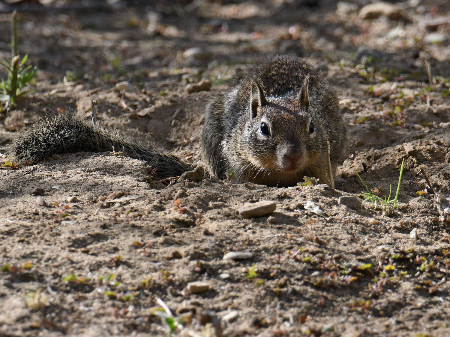Squirrel4.jpg