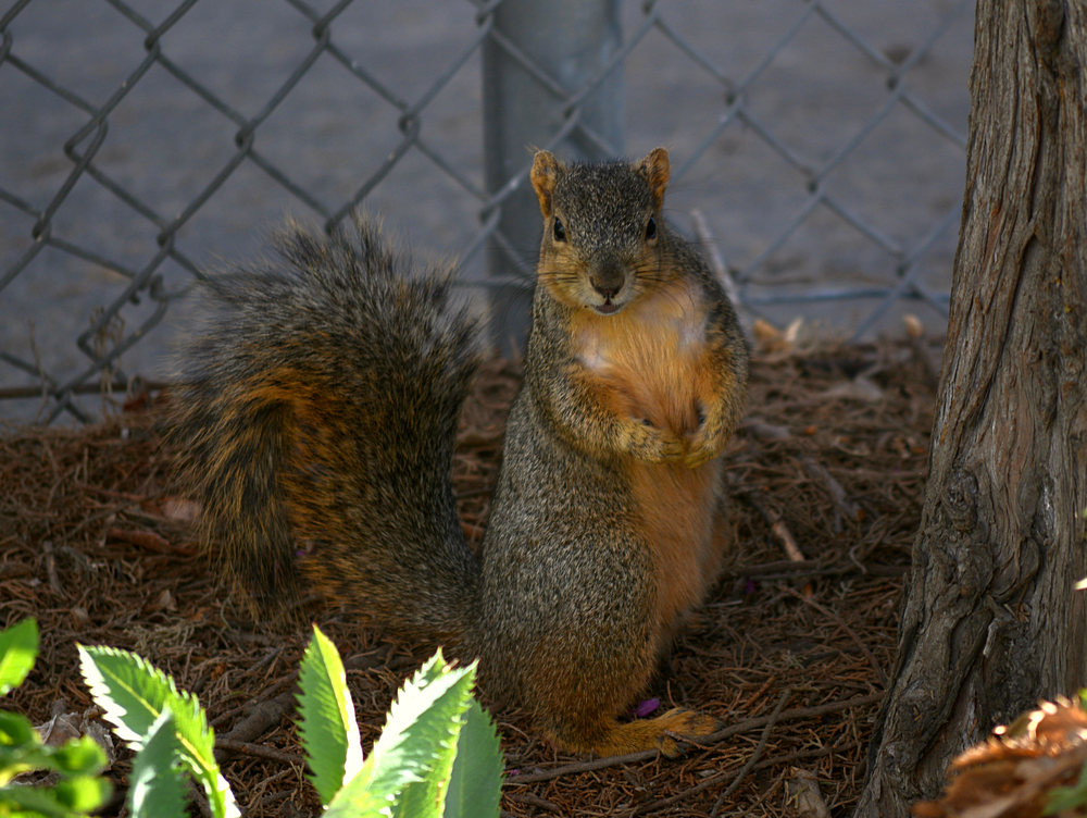 Squirrel4.jpg