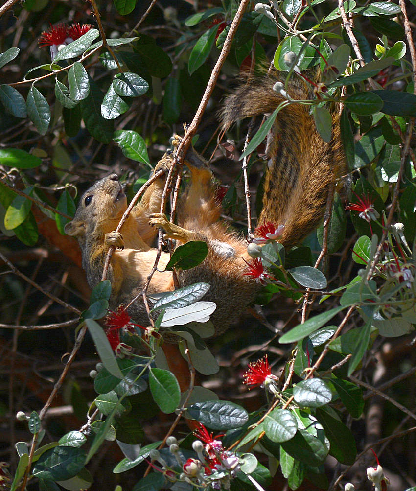 Squirrel4.jpg