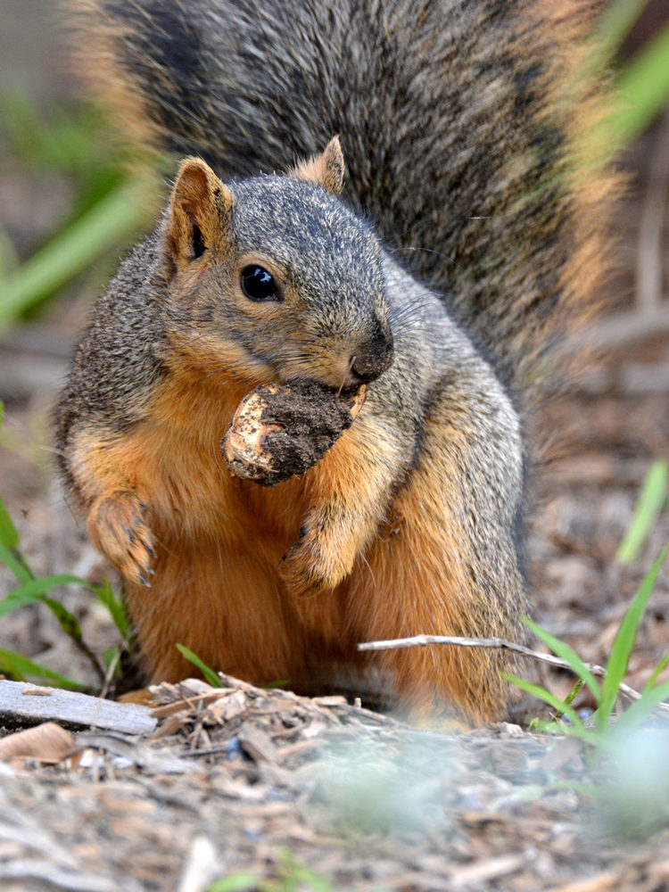 Squirrel5.jpg
