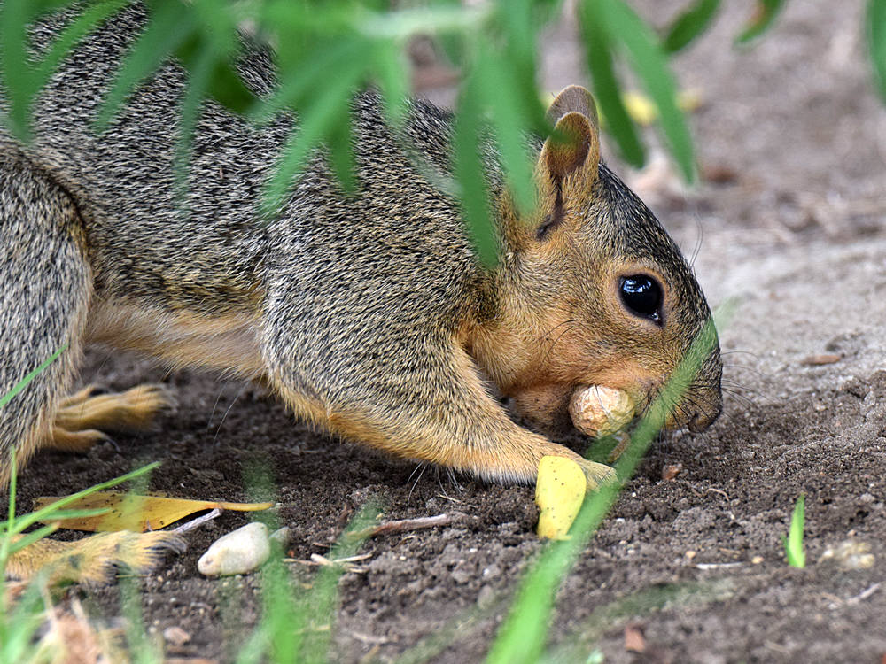 Squirrel5.jpg