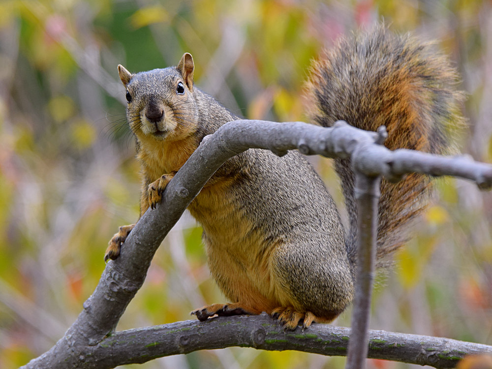 Squirrel5.jpg