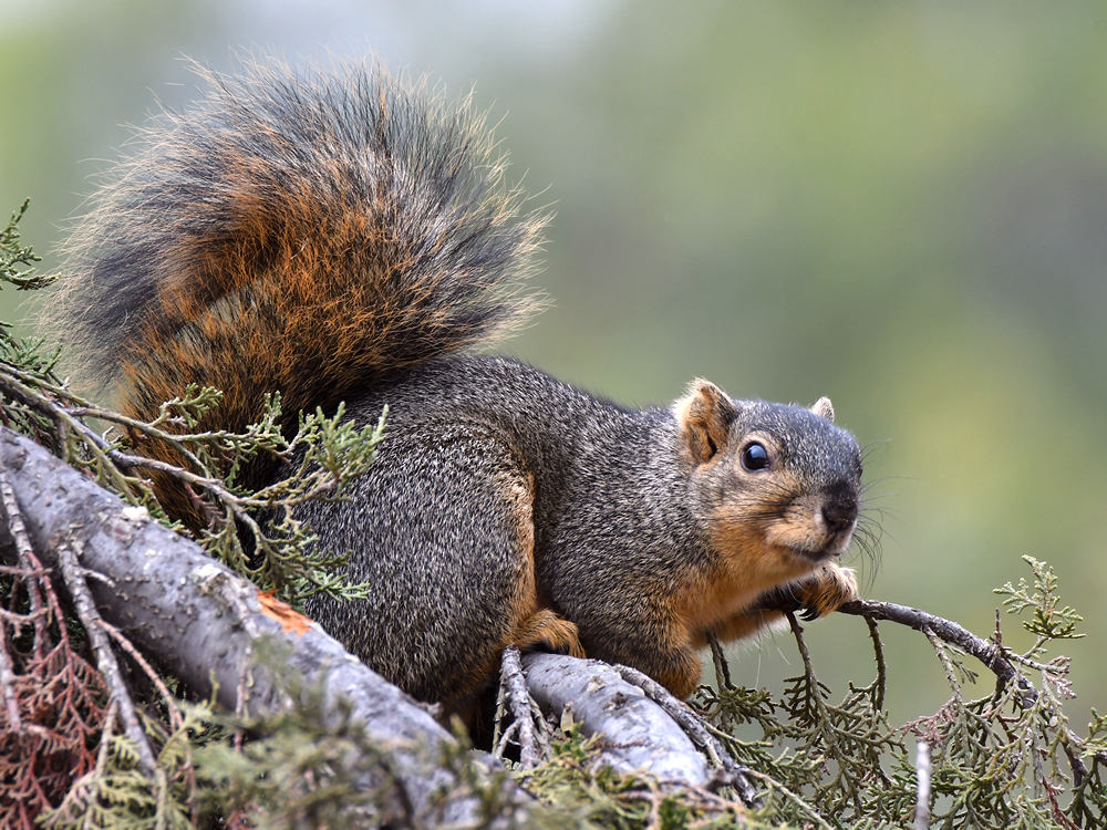 Squirrel5.jpg