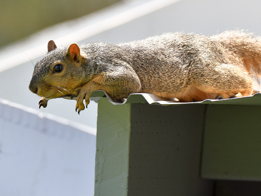 Squirrel5.jpg