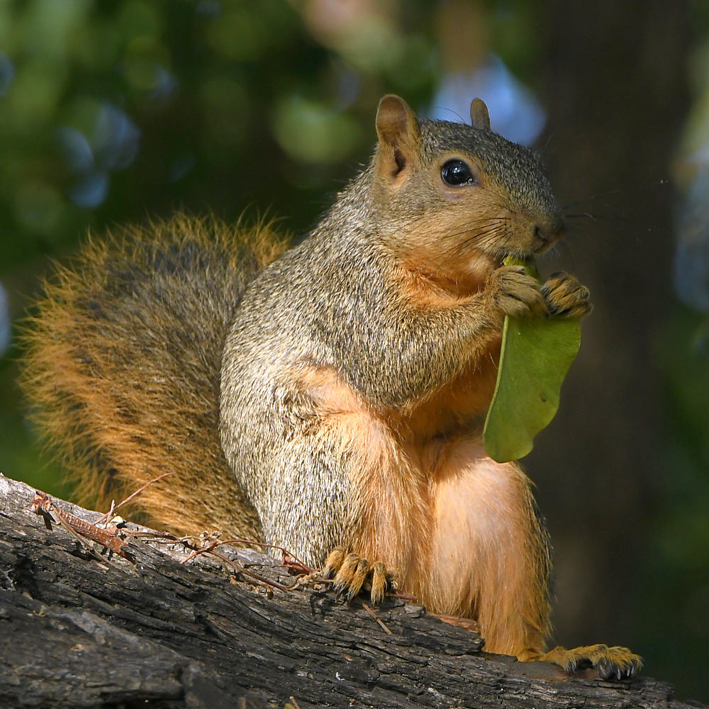 Squirrel5.jpg
