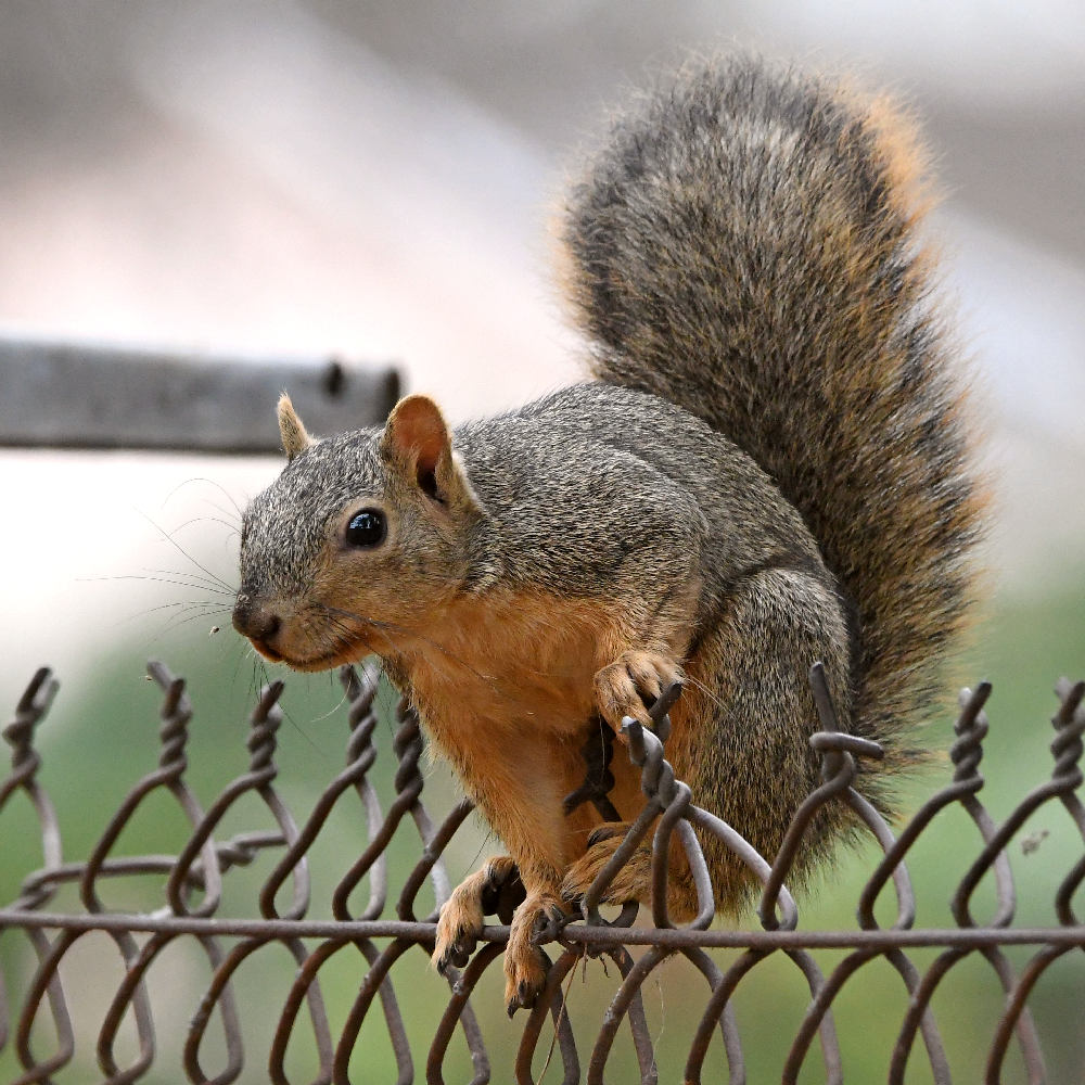 Squirrel5.jpg