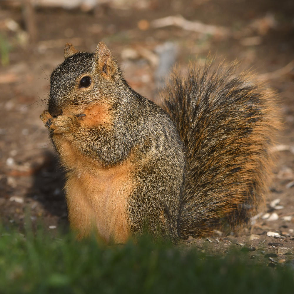 Squirrel5.jpg