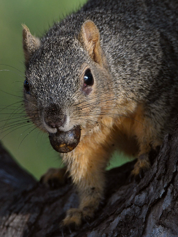Squirrel5.jpg