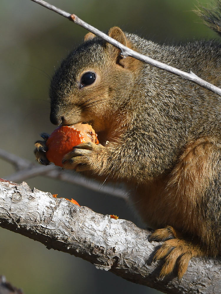 Squirrel5.jpg