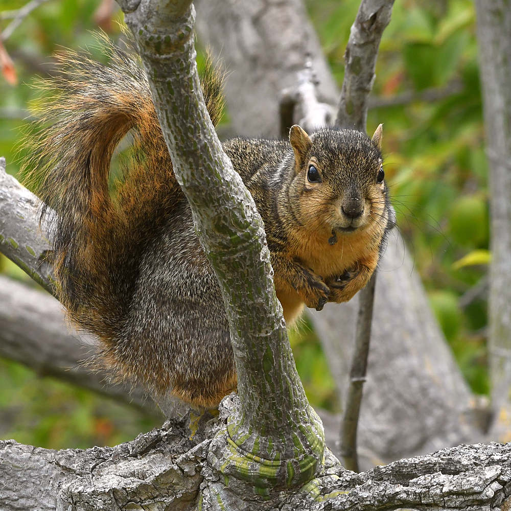 Squirrel5.jpg