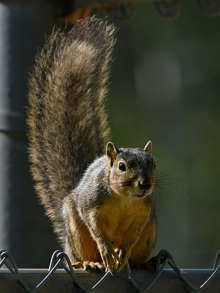 Squirrel5.jpg