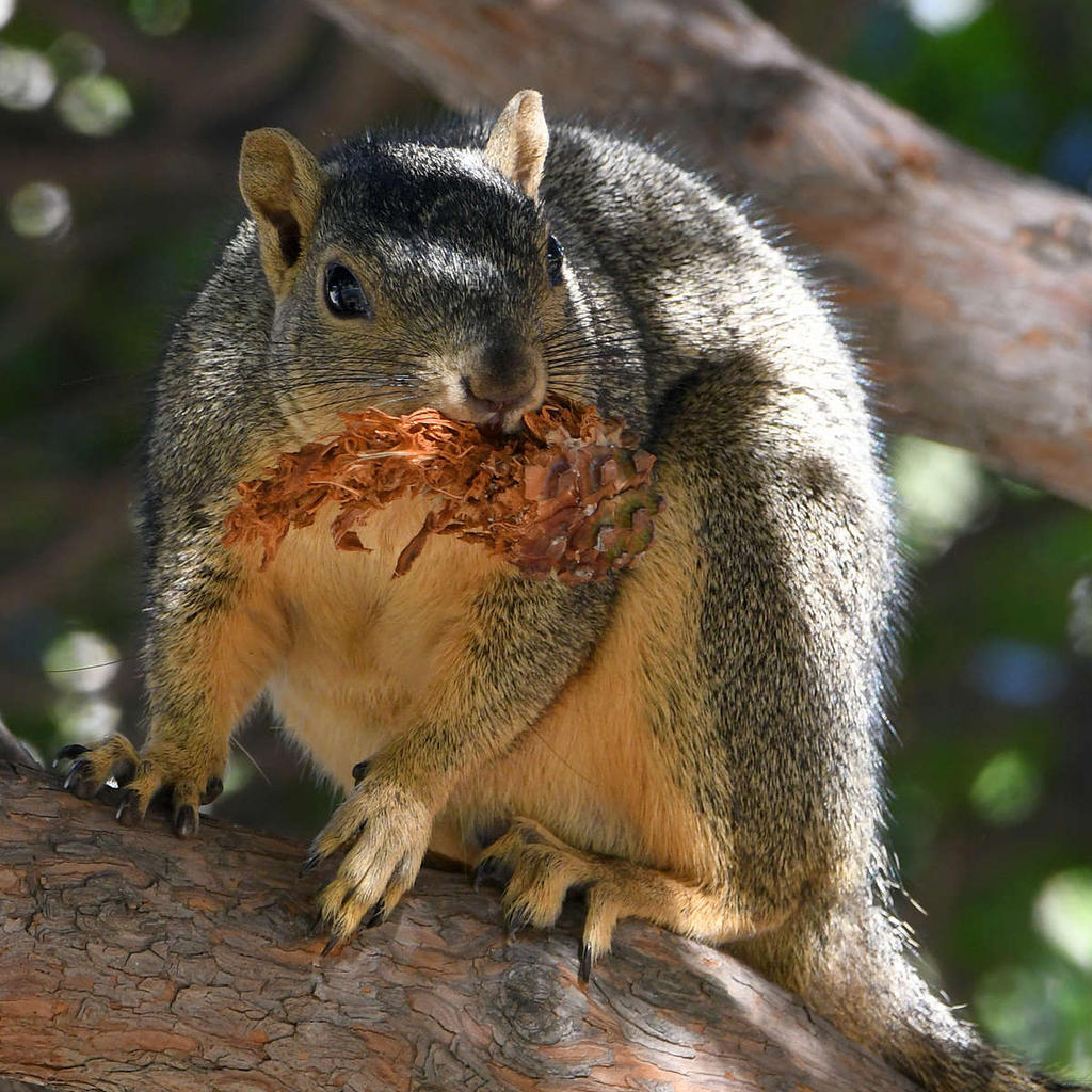 Squirrel5.jpg