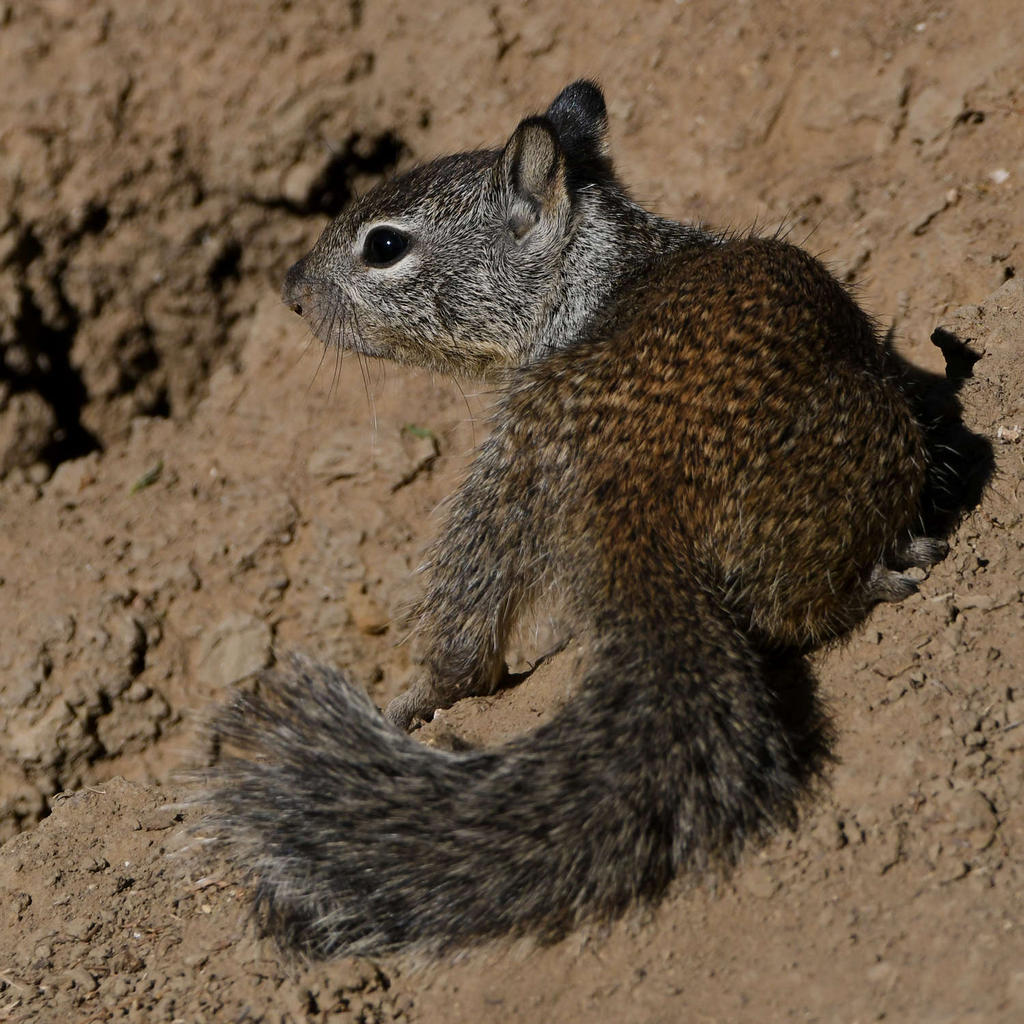 Squirrel5.jpg