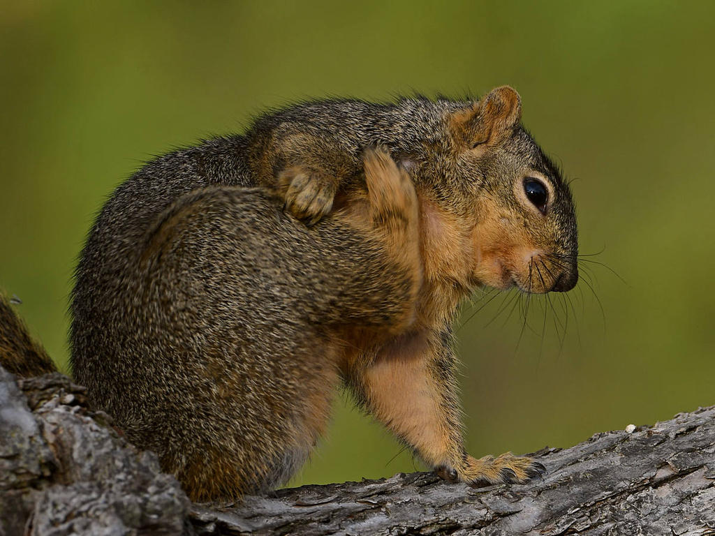 Squirrel5.jpg
