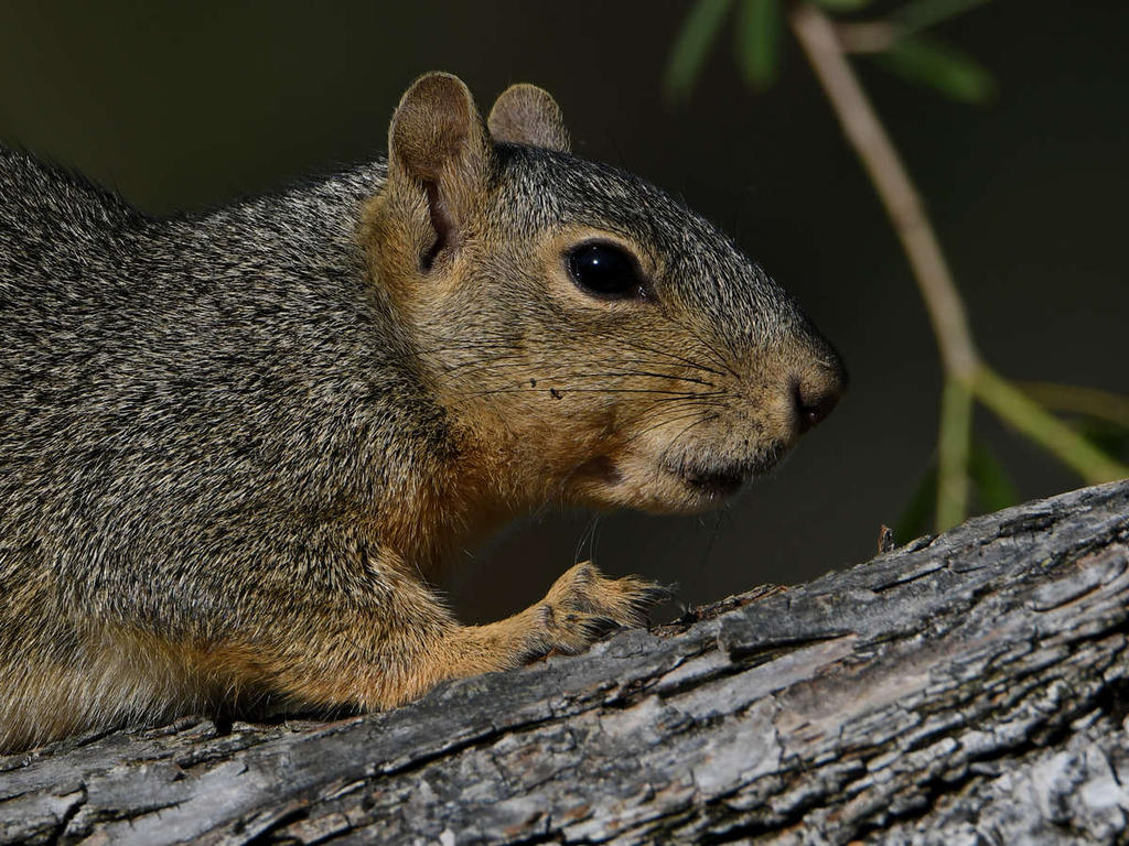 Squirrel5.jpg