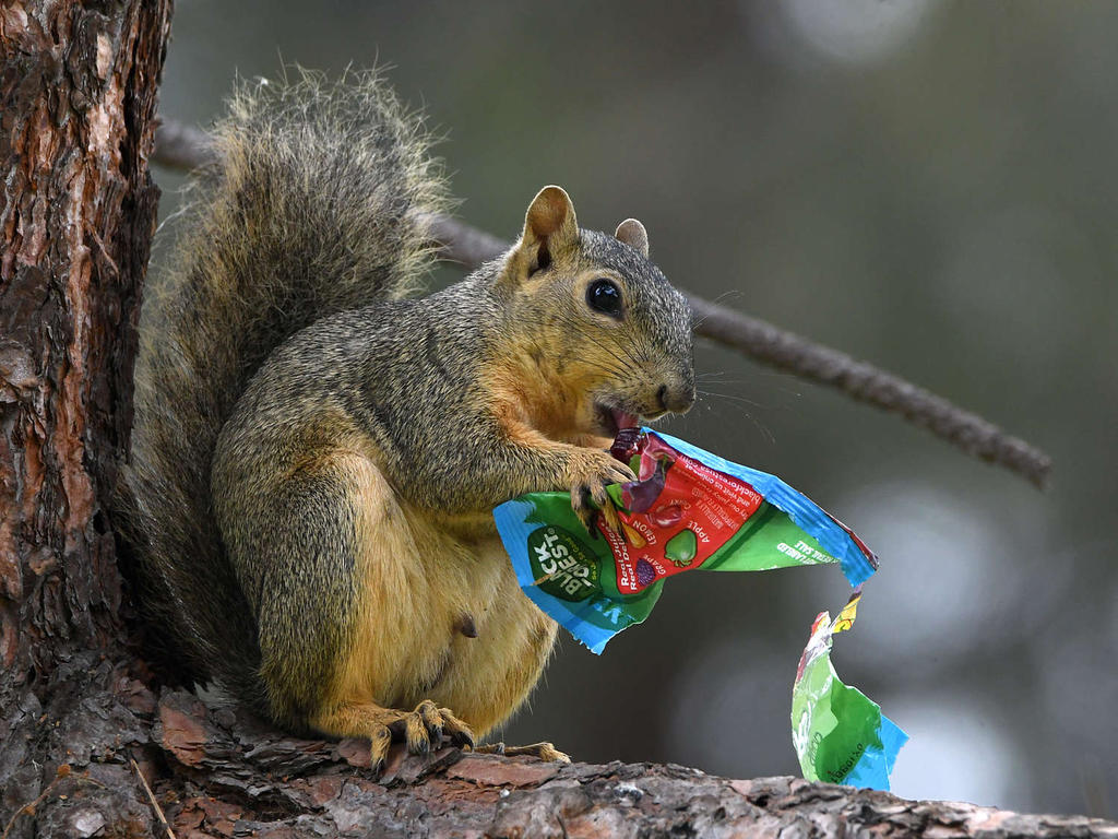 Squirrel5.jpg