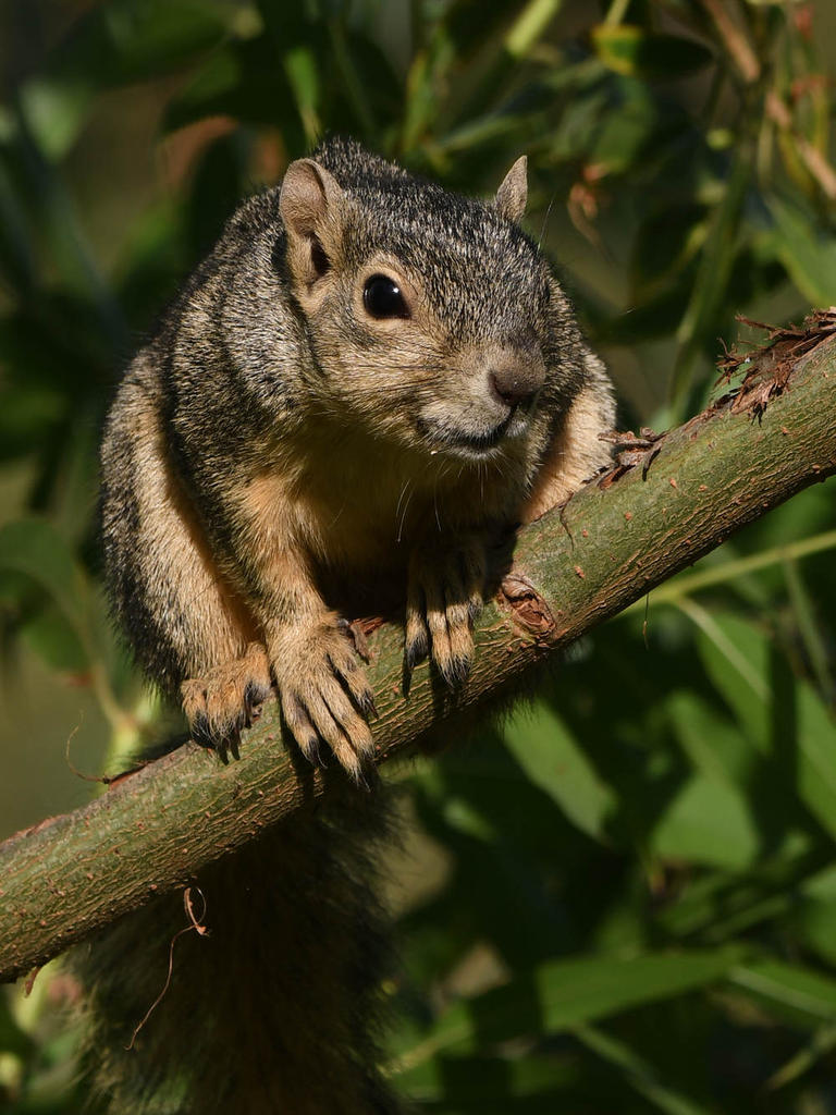 Squirrel5.jpg