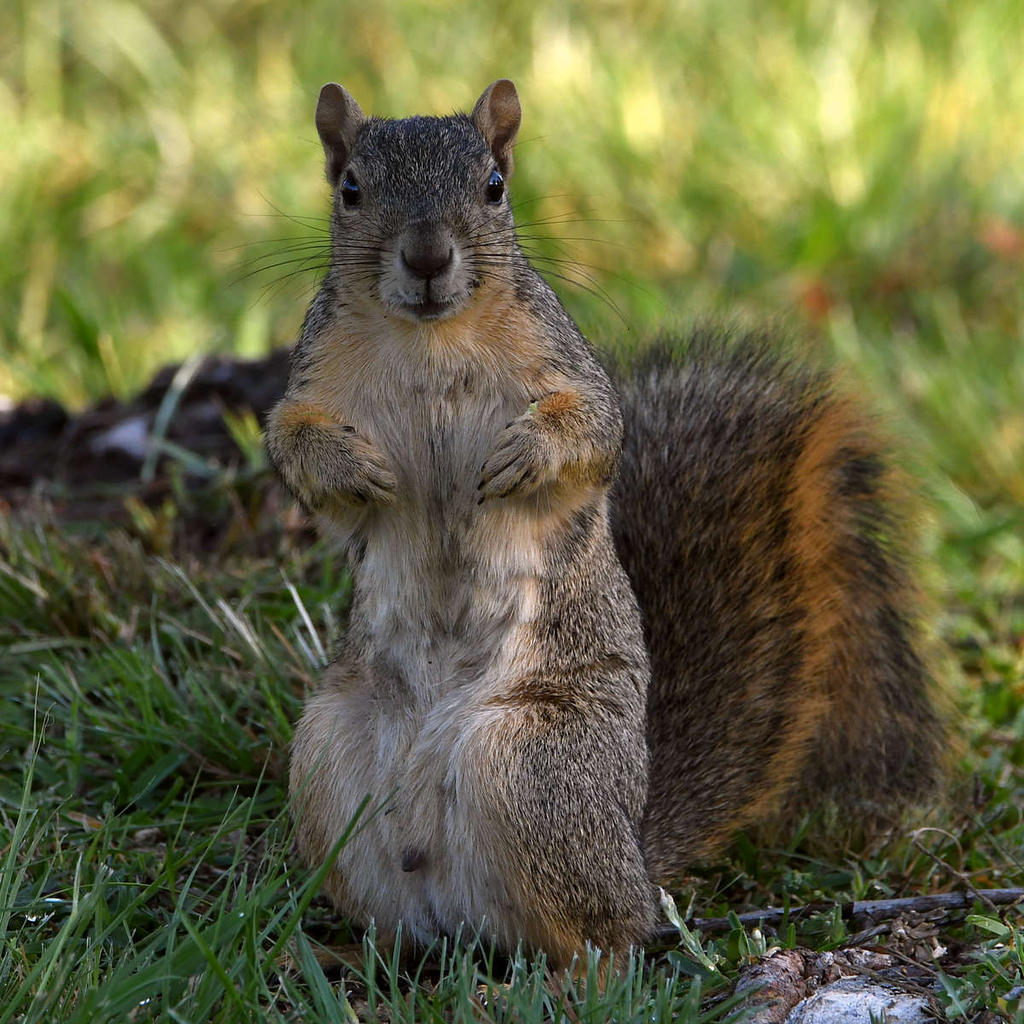 Squirrel5.jpg