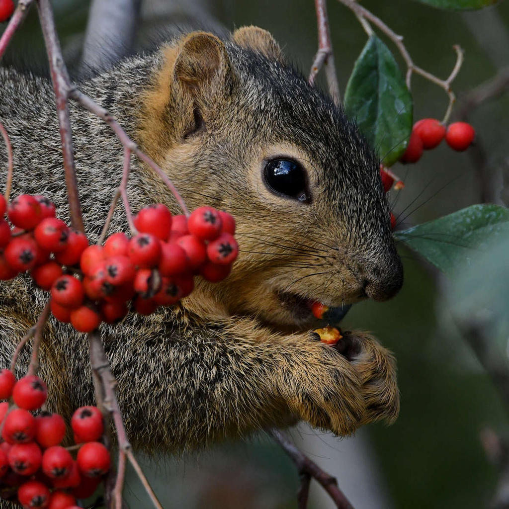 Squirrel5.jpg