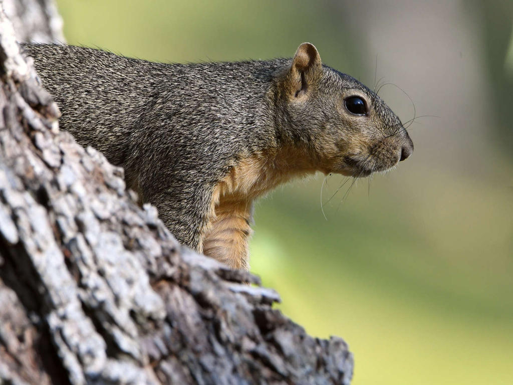 Squirrel5.jpg