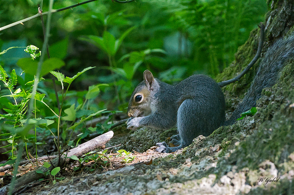 Squirrel5554 sm.jpg