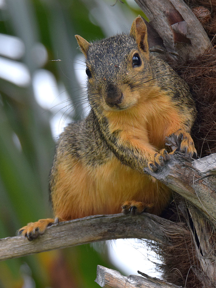 Squirrel6.jpg