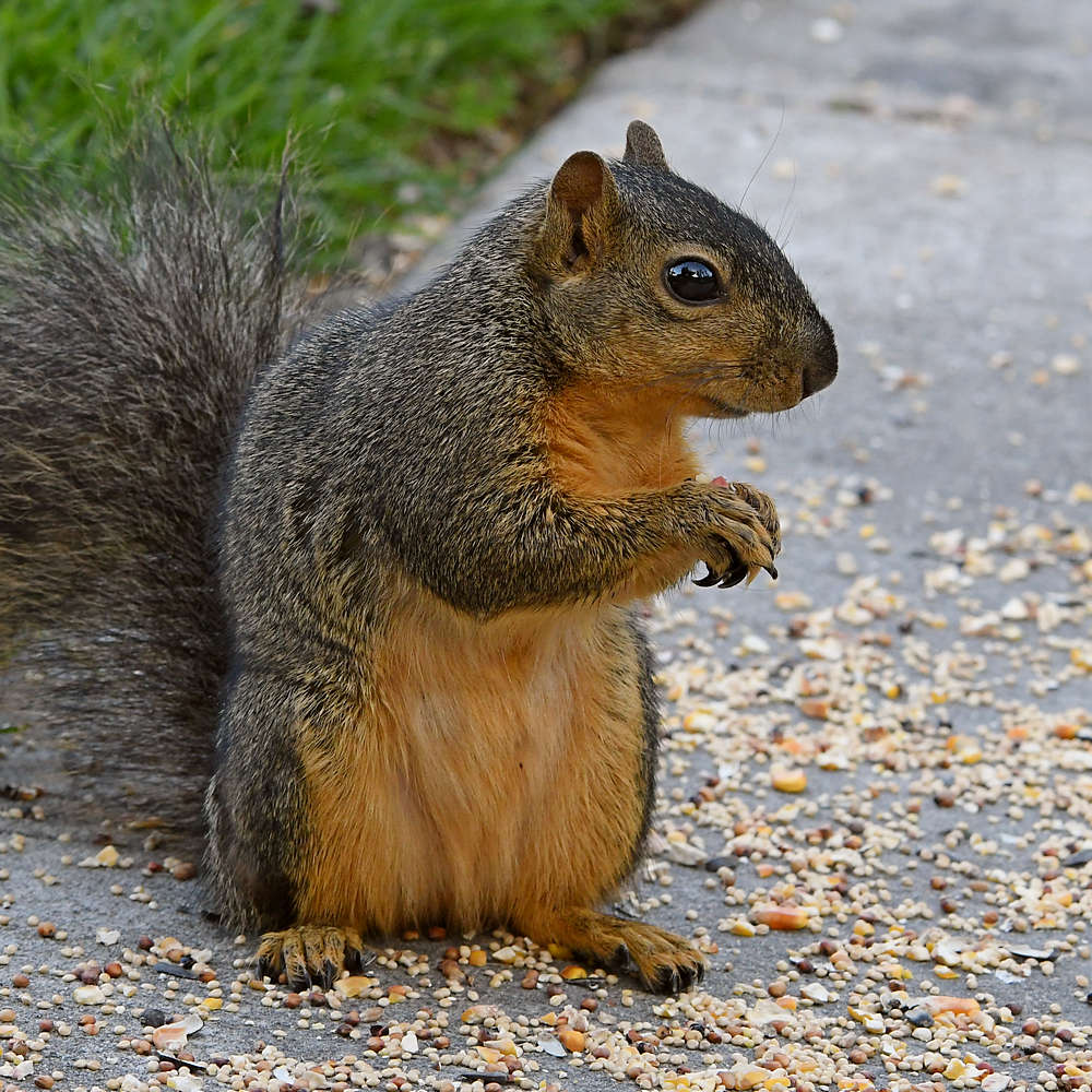 Squirrel6.jpg