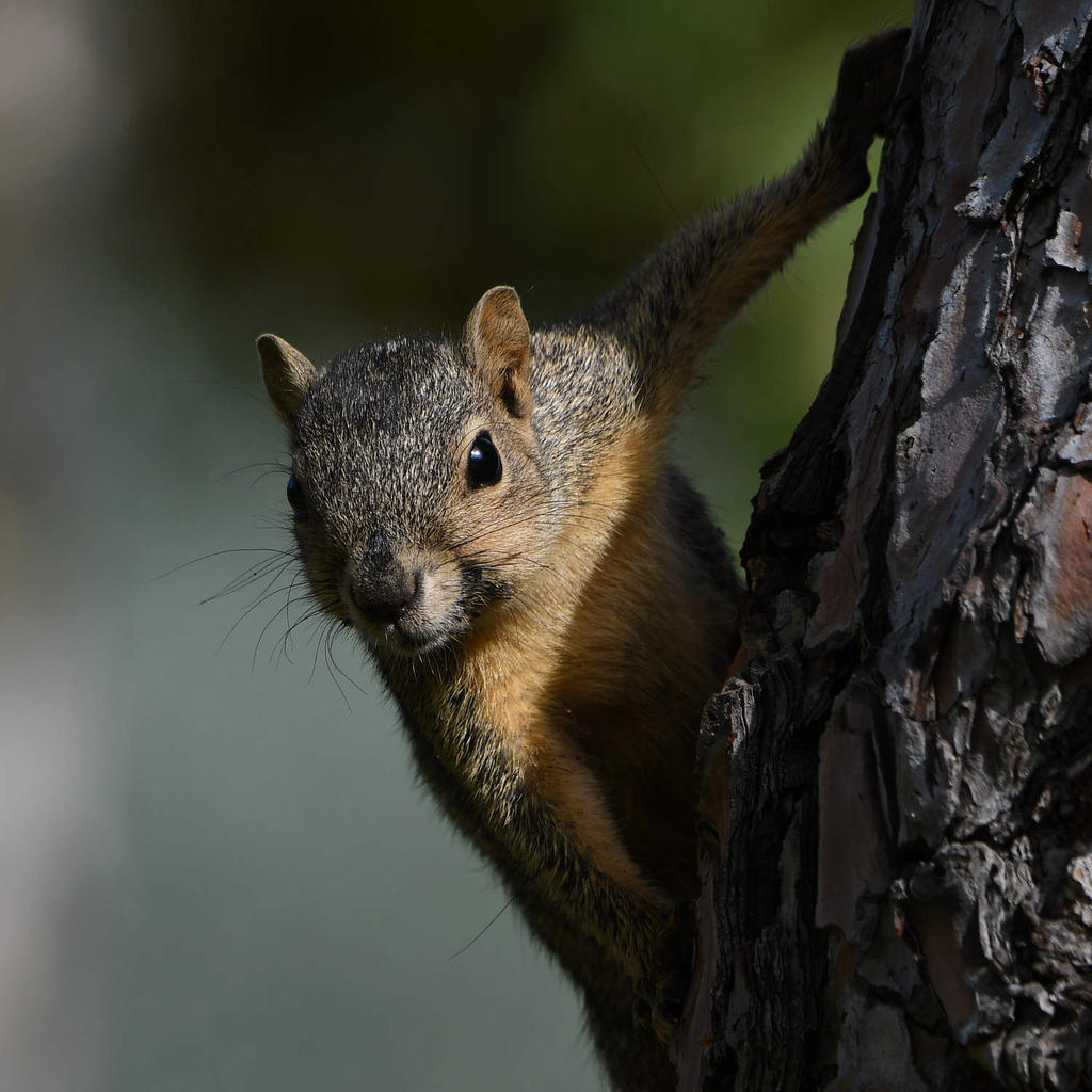 Squirrel6.jpg