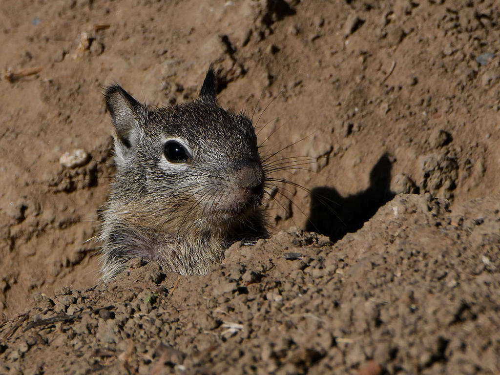 Squirrel6.jpg
