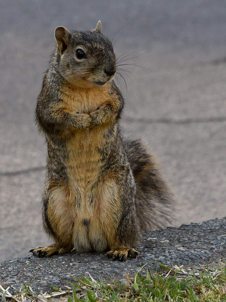 Squirrel6.jpg