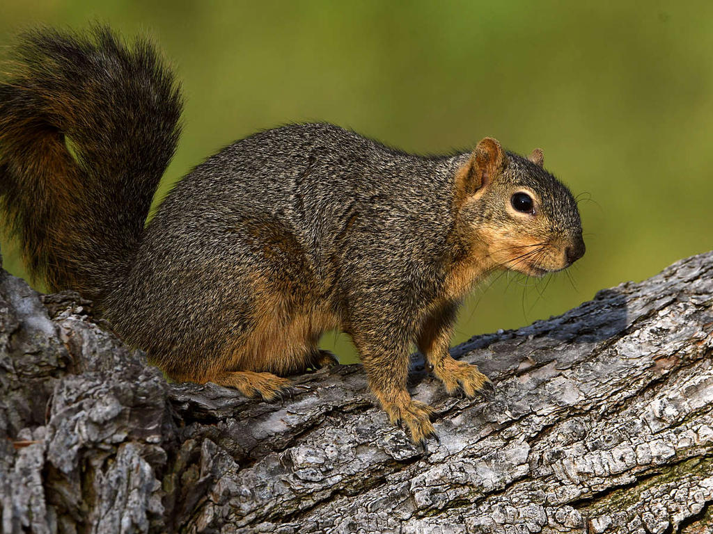 Squirrel6.jpg