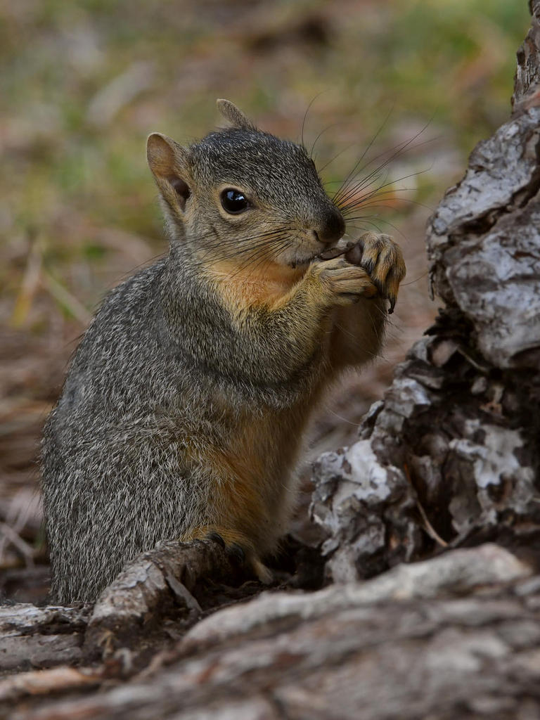 Squirrel6.jpg