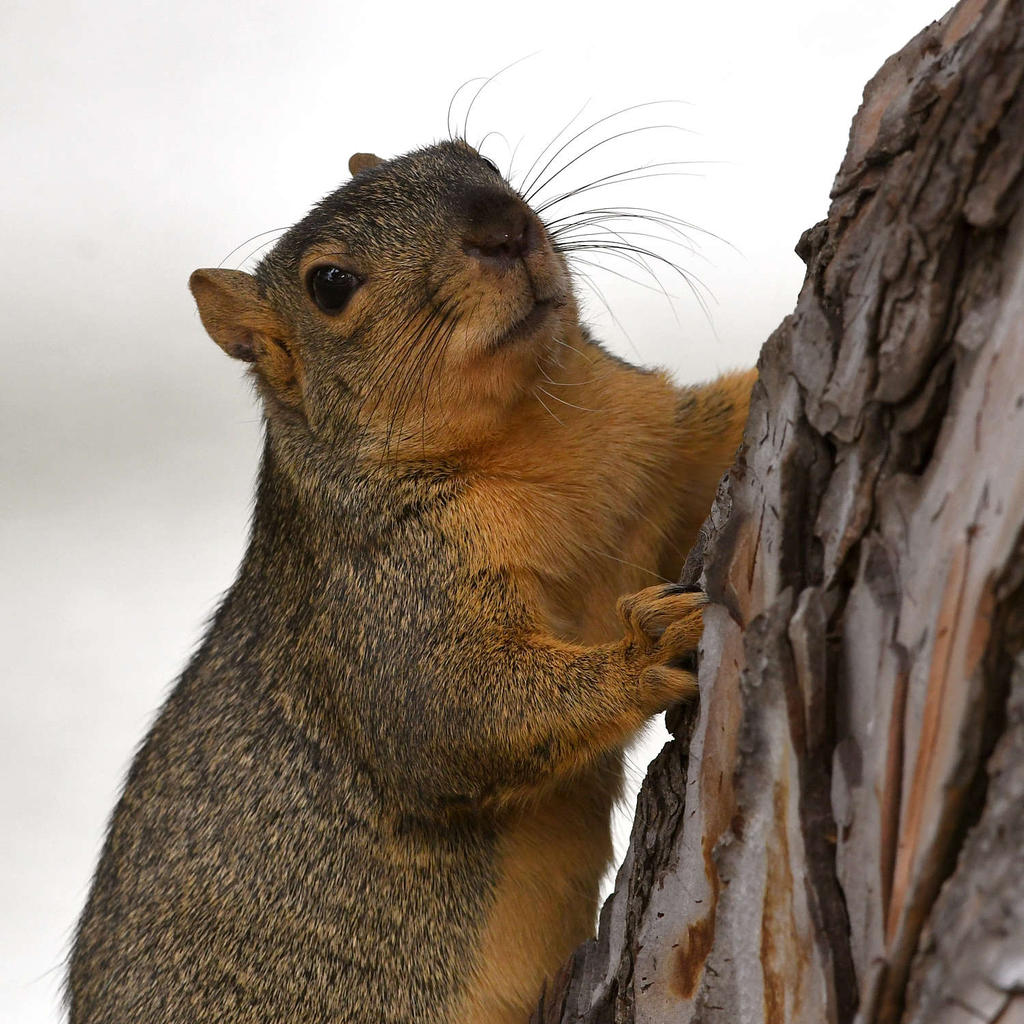 Squirrel6.jpg