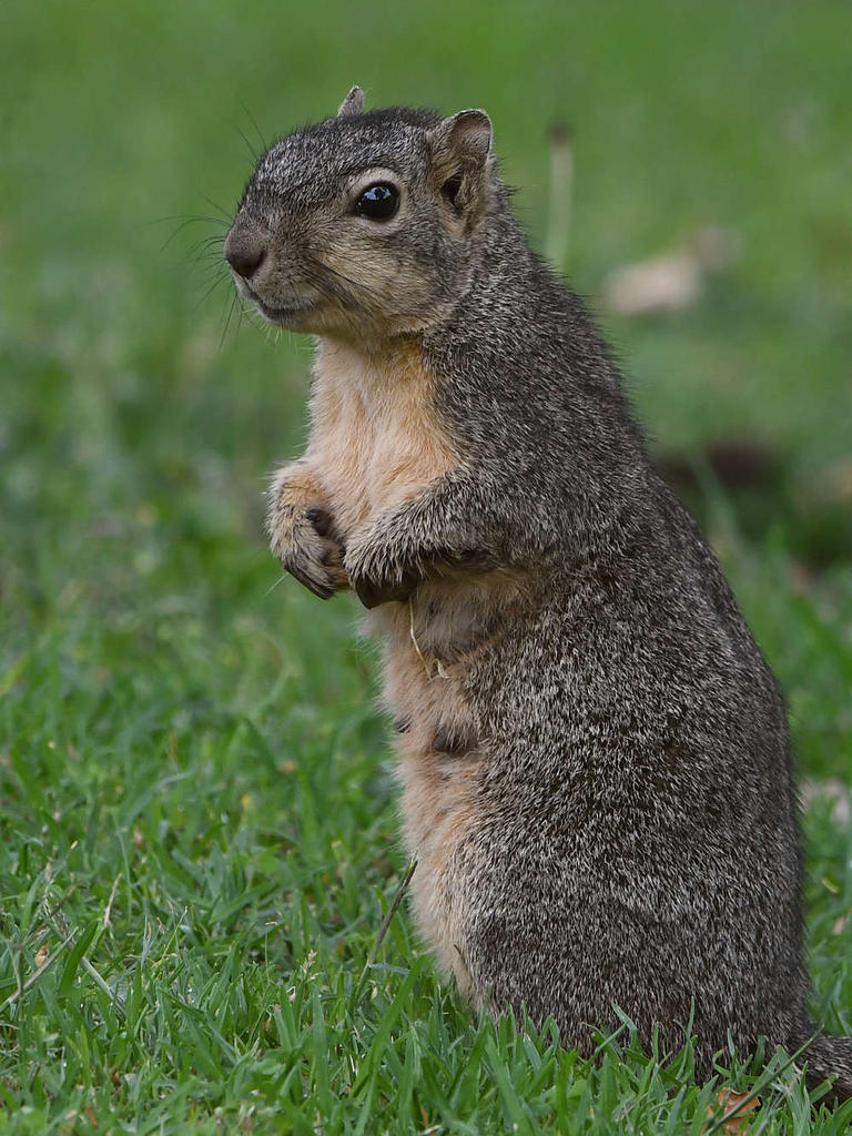 Squirrel6.jpg