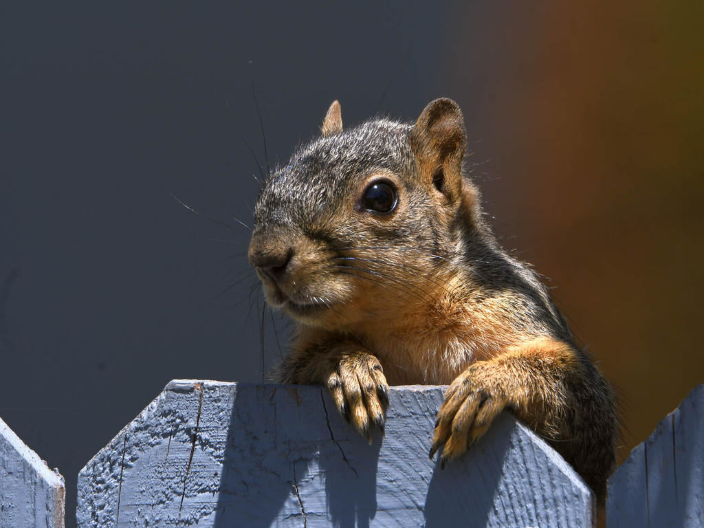 Squirrel6.jpg