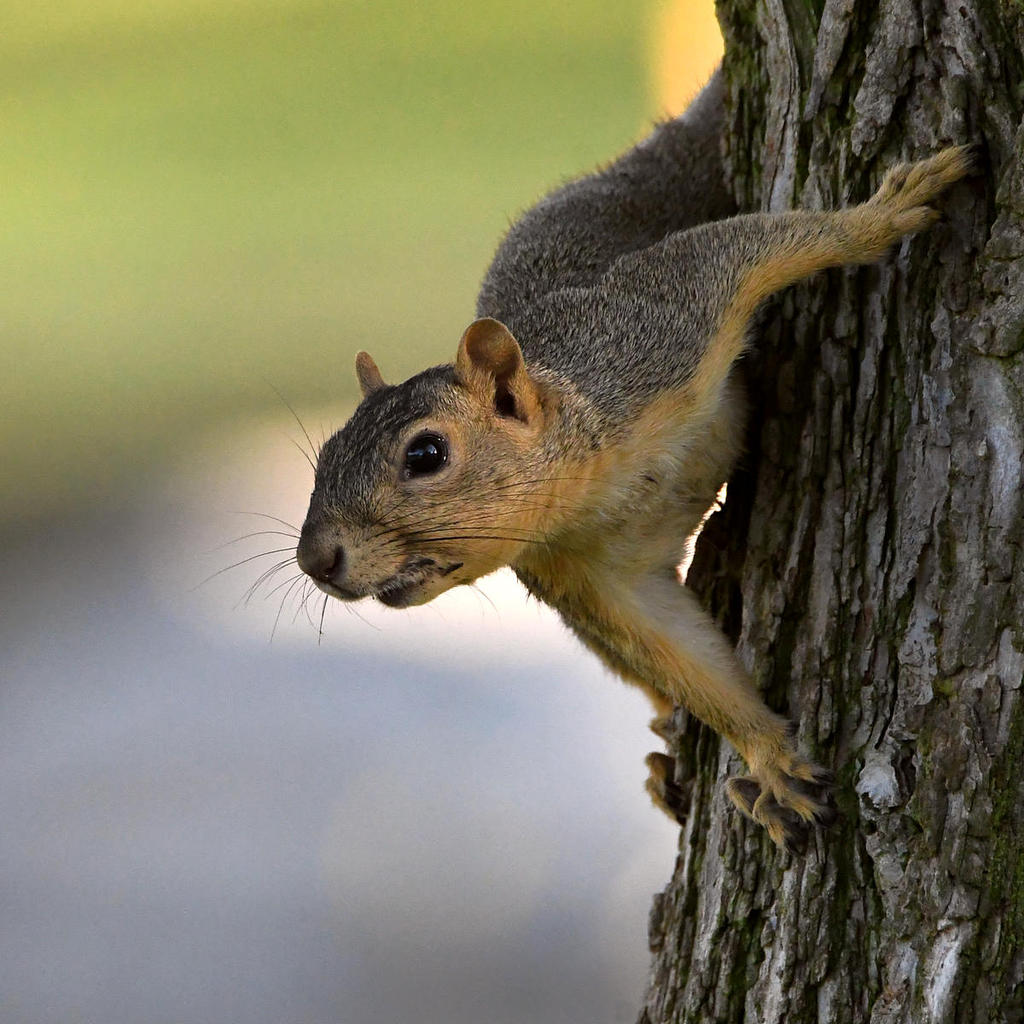 Squirrel6.jpg