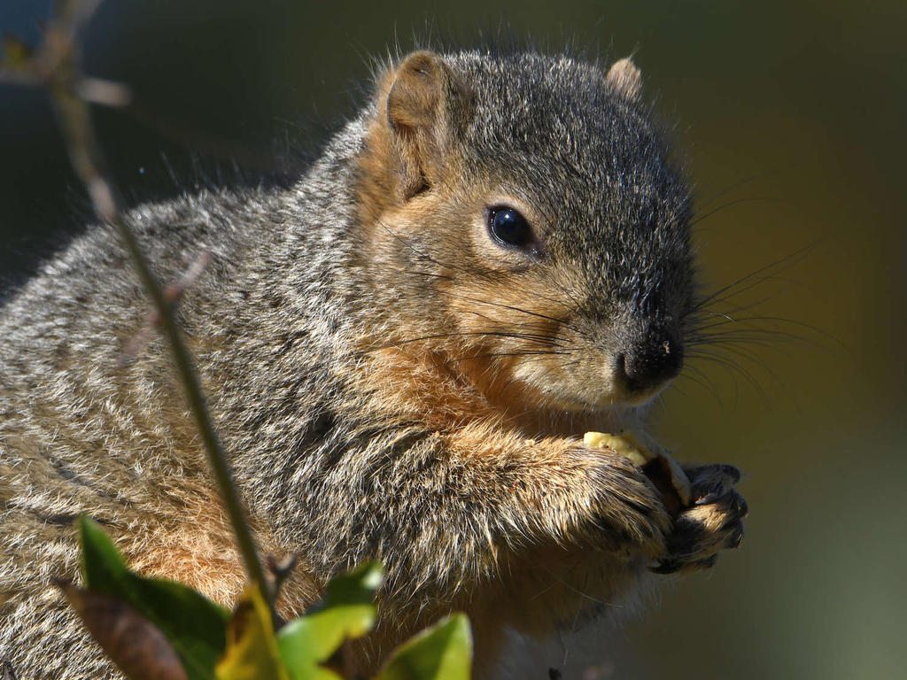 Squirrel6.jpg
