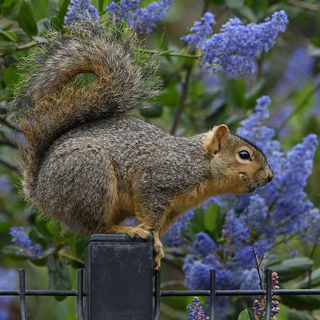Squirrel6.jpg