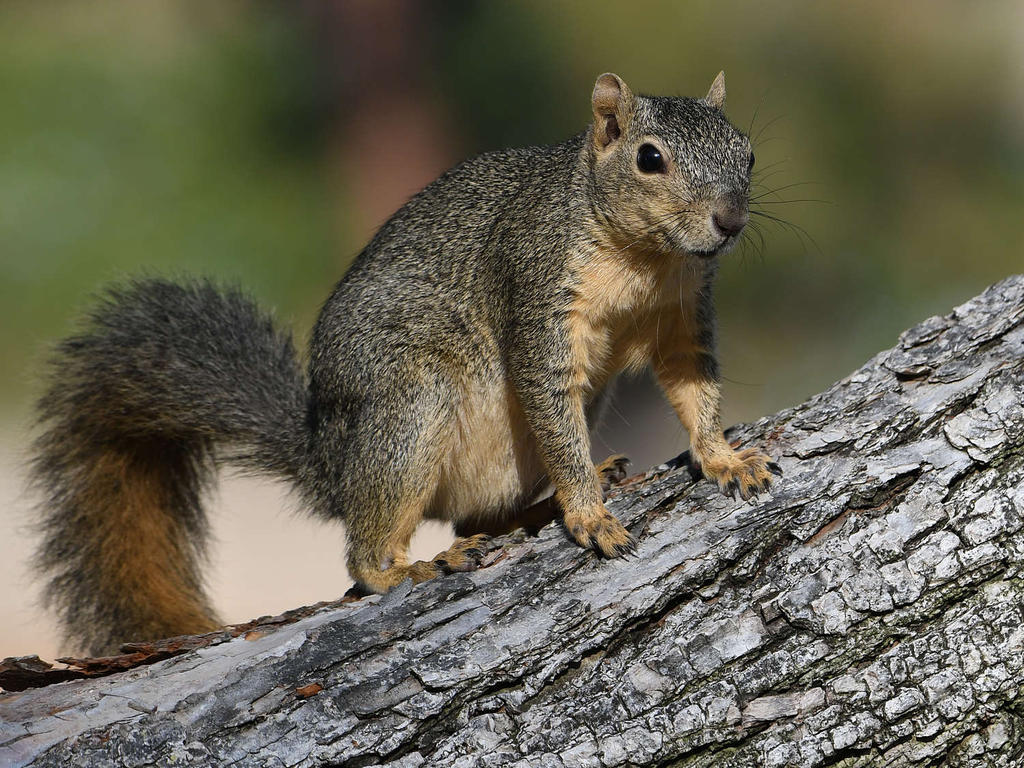 Squirrel6.jpg