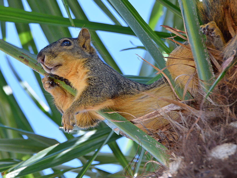 Squirrel6_2016_02_09.jpg