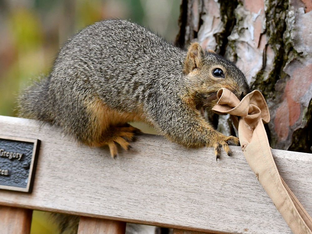Squirrel7.jpg