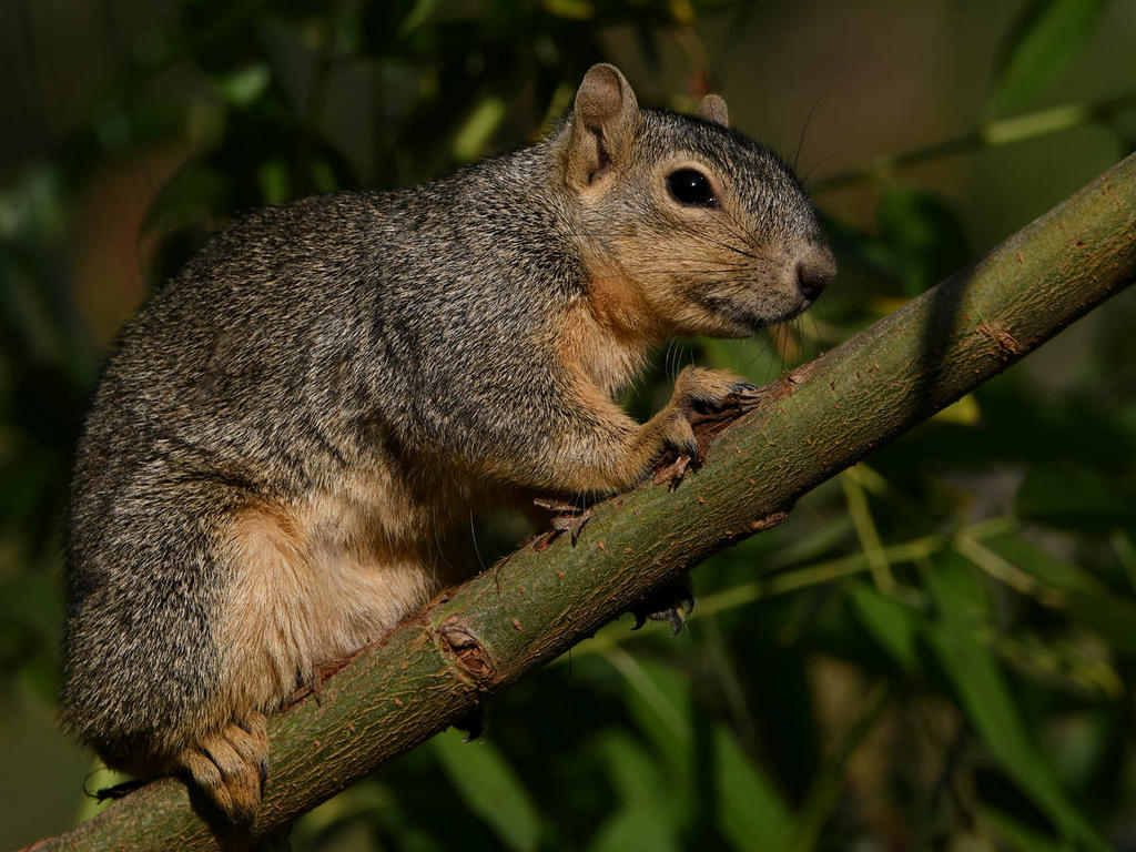 Squirrel7.jpg