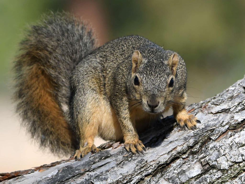 Squirrel7.jpg