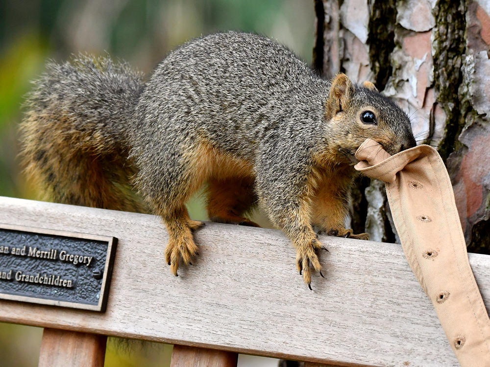 Squirrel8.jpg