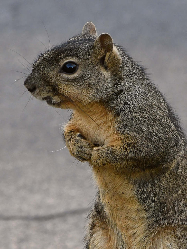 Squirrel8.jpg