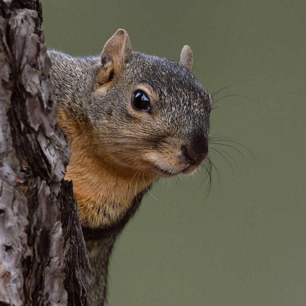 Squirrel8.jpg