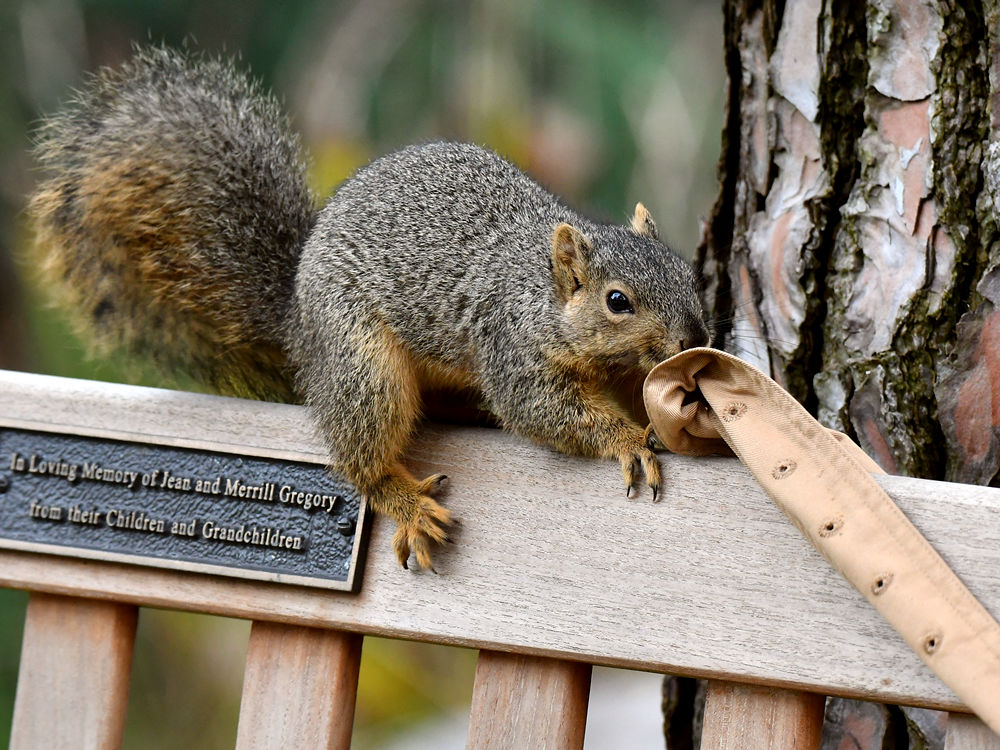 Squirrel9.jpg