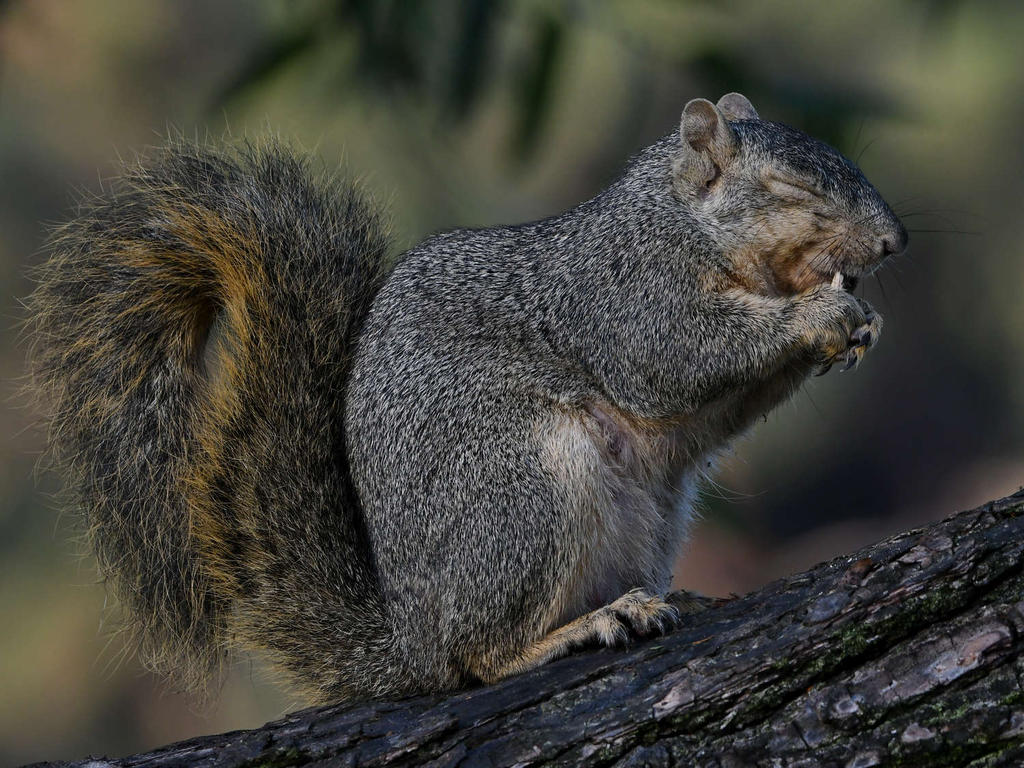Squirrel9.jpg